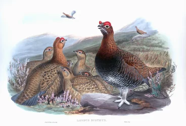 Red Grouse, Lagopus lagopus scotica