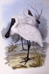 Royal spoonbill (Platalea regia), Engraving by John Gould