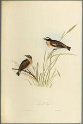 Whinchat