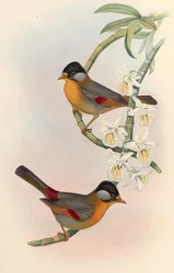 Silver-eared Mesia (Silver-eared Leiothrix) Leiothrix argentauris (Hodgson)