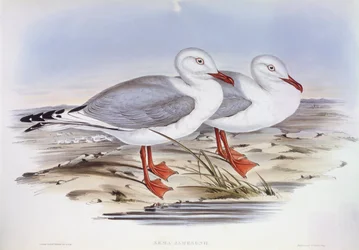 Silver gull (Larus novaehollandiae), Engraving by John Gould