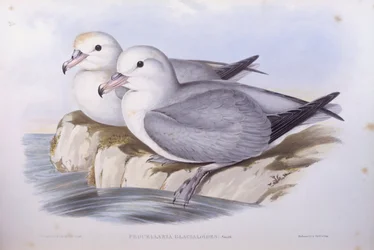 Southern fulmar (Fulmarus glacialoides), Engraving by John Gould