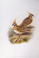 Spinifex Pigeon