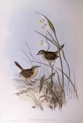 Striated Calamanthus (Calamanthus fuliginosus), Engraving by John Gould