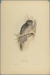 Noctua