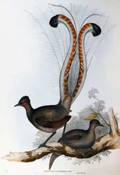 Superb Lyrebird (Menura superba)