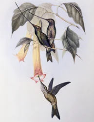 Sword-billed Humming Bird (Docimastes ensiferus)