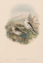 The Birds of Great Britain: Plestrophanes nivalis
