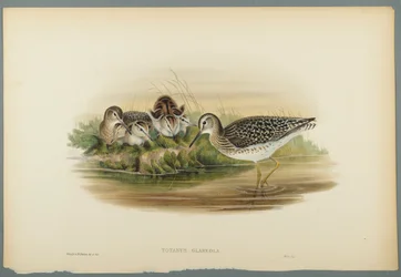 Wood Sandpiper