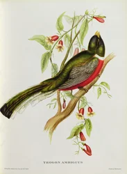 Trogon Ambiguus from 