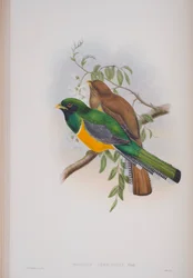 Trogon Atricollis, plate from The Birds of Great Britain by John Gould, published 1862-73