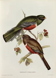 Trogon collare from 