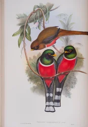 Trogon Personatus, plate from The Birds of Great Britain by John Gould, published 1862-73