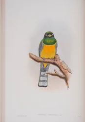 Trogon Tenellus, plate from The Birds of Great Britain by John Gould, published 1862-73