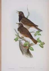Turdis Atrogularis, plate from The Birds of Great Britain by John Gould, published 1862-73