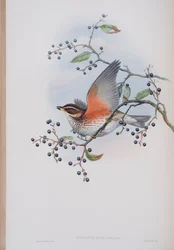 Turdus Illacus, plate from The Birds of Great Britain by John Gould, published 1862-73