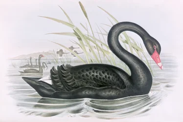 Unknown Image
