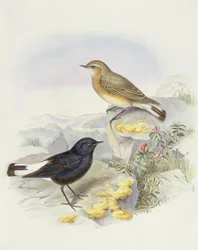 Variable wheatear (Oenanthe picata), Engraving by John Gould