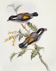 White-browed shrike-babbler (Pteruthius flaviscapis), Engraving