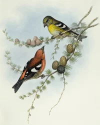 White-Winged Crossbill (Loxia leucoptera), Engraving by John Gould