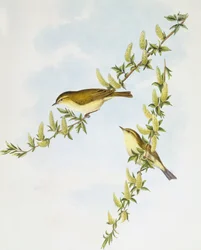 Willow Warbler (Phylloscopus trochilus), Engraving by John Gould