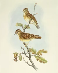 Wood lark (Lullula arborea), Engraving by John Gould