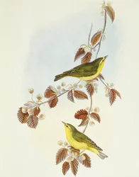 Wood warbler (Phylloscopus sibilatrix), Engraving by John Gould