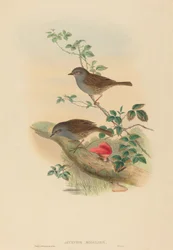 Dunnock
