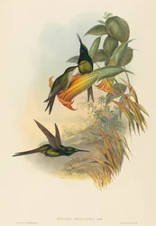 Empress Hummingbird (Eugenia imperatrix)