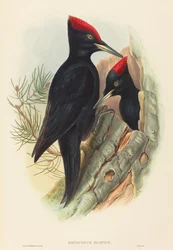 Great Black Woodpecker (Dryocopus martius)