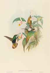 Buff-tailed Velvet-breast