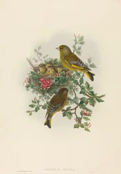 Greenfinch