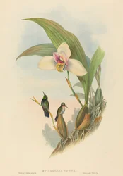Abeille