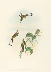 Spathura rufocaligata (Red-booted Racket-Tail)