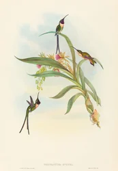 Tharmastura enicura (Slender Shear-tail)