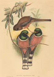 Masked Trogon