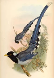Yellow-billed Blue Magpie Urocissa flavirostris (Blyth)