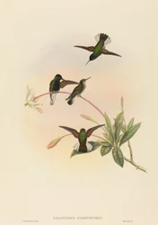 Callipharus nigriventris (Black-bellied Hummingbird)