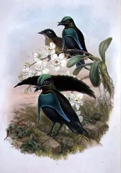 Lophornina - Superb Bird of Paradise