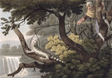 Mexican Lizard Catcher, Engraved by Matthew Dubourg, Published by Edward Orme