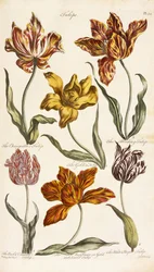 Tulips