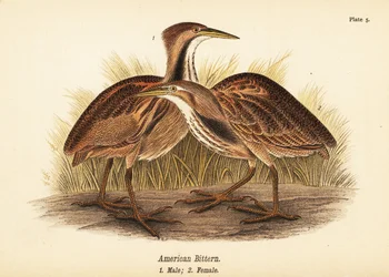 American Bittern
