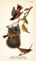 Baltimore Oriole