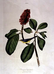 Bonaparte Fly Catcher, from 