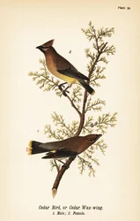 Cedar Waxwing, Male and Female