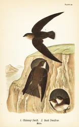 Chimney swift, Chaetura pelagica, bank swallow, Riparia riparia, males