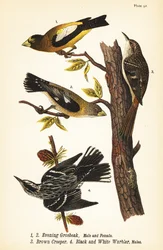 Evening grosbeak, Coccothraustes vespertinus, brown creeper, Certhia americana, and black and white warbler, Mniotilta varia