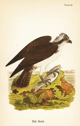 Fish Hawk or Osprey, Pandion haliaetus