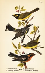 Hooded warbler, Setophaga citrina, yellow-rumped warbler, Setophaga coronata, Kentucky warbler, Geothlypis formosa and Blackburnian warbler, Setophaga fusca