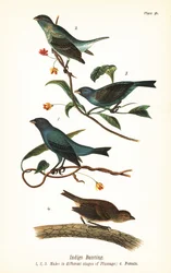 Indigo Bunting